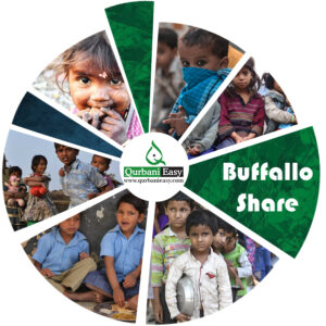 Qurbani Buffalo Share