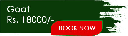 goat_button_1